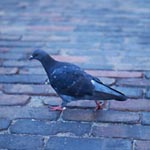 Pigeon