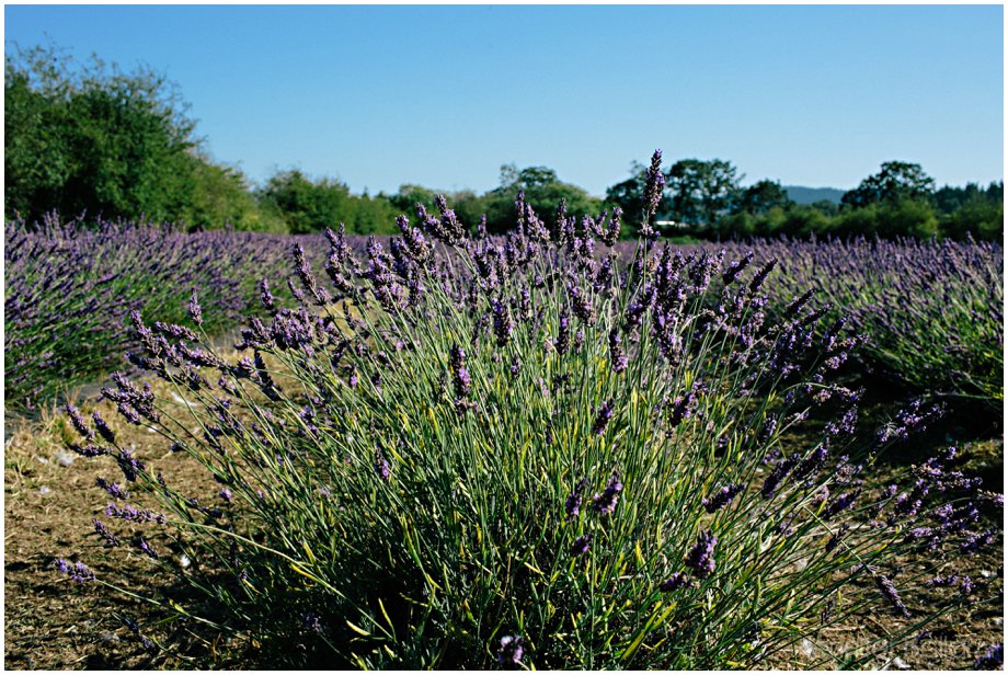Victoria Lavender Farm Wedding
