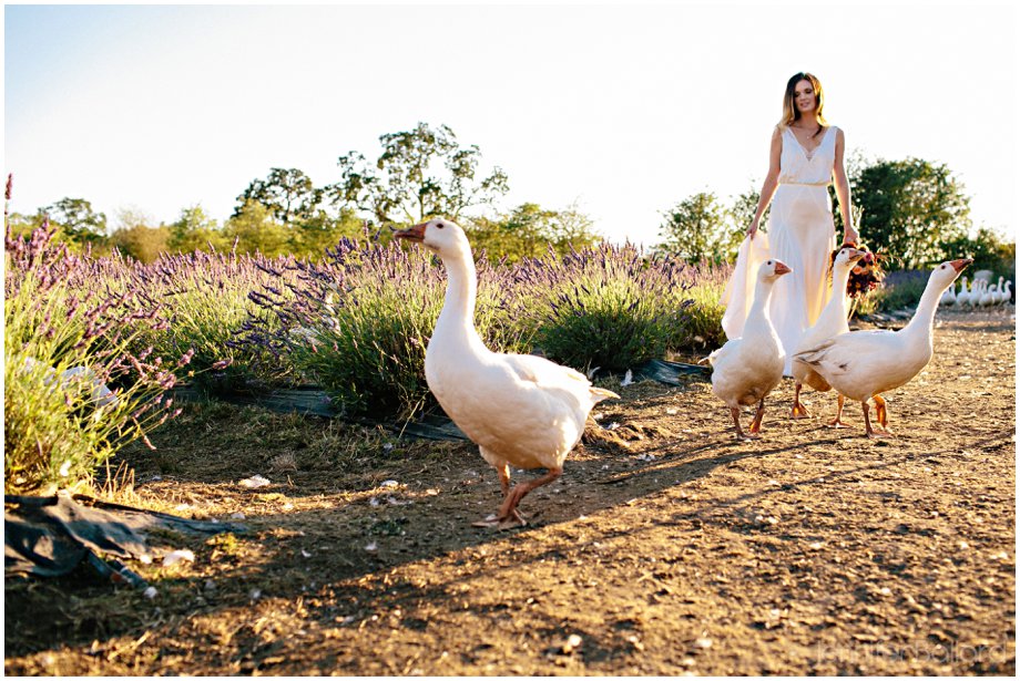 Victoria Lavender Farm Wedding