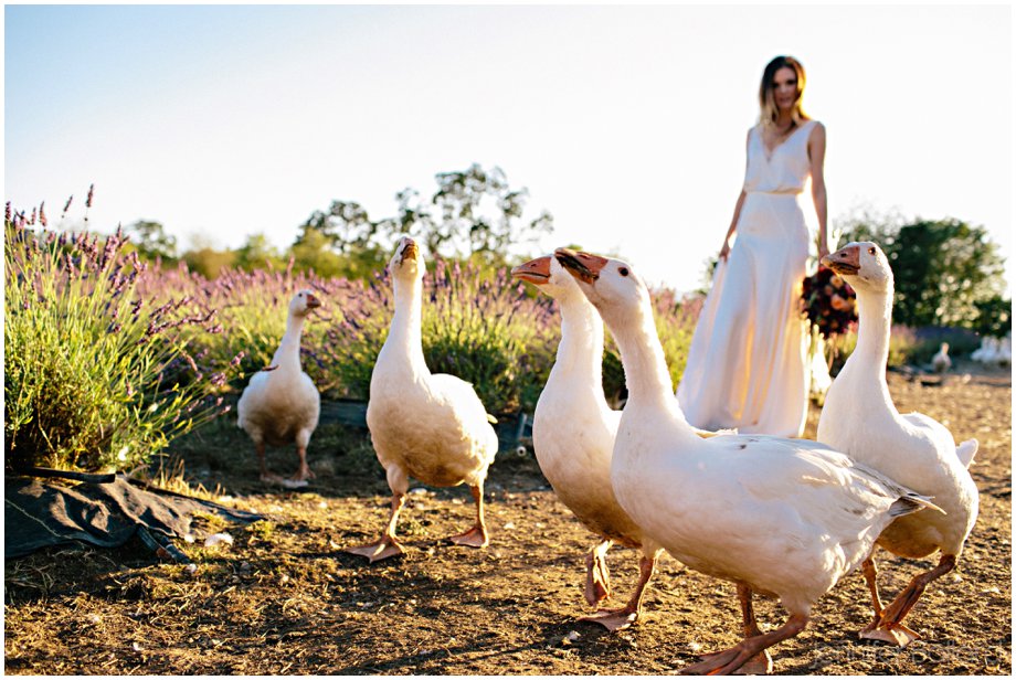 Victoria Lavender Farm Wedding