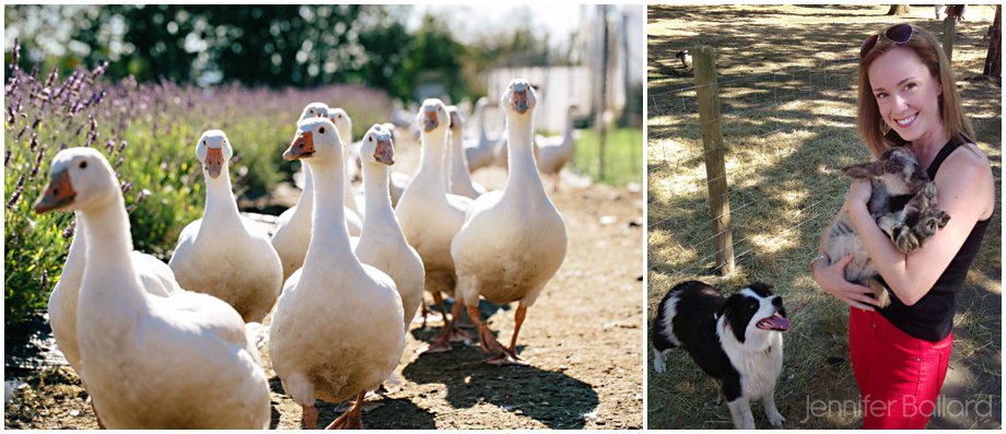 Victoria Lavender Farm Wedding