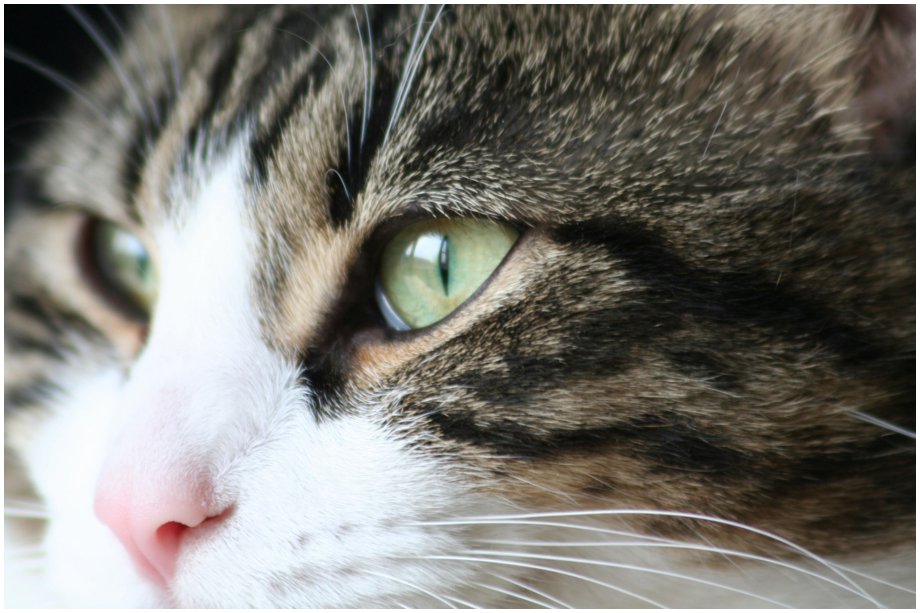 neko_close_up_02-1