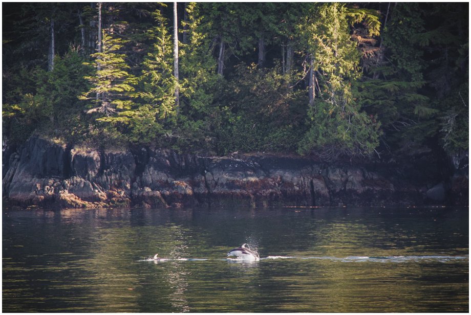 Robson Bight Orcas